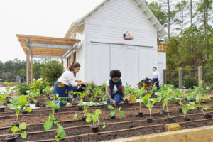 Bisnis Berkebun yang Menguntungkan: Menghijaukan Pundi-Pundi Rupiah