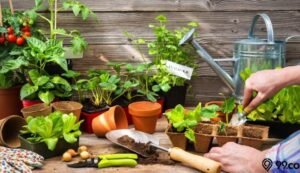 Menanam Sayuran Organik: Panduan Lengkap untuk Kebun Sehat dan Hasil Panen Melimpah