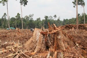 Politik Deforestasi 2025: Antara Kepentingan Ekonomi dan Krisis Ekologis