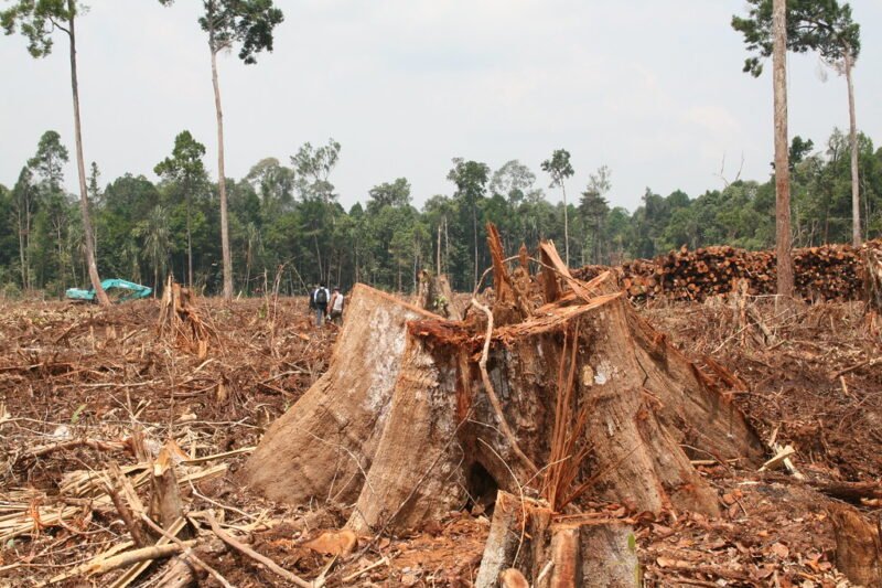 Politik Deforestasi 2025: Antara Kepentingan Ekonomi dan Krisis Ekologis