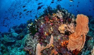 Raja Ampat: Permata Tersembunyi di Ujung Timur Indonesia