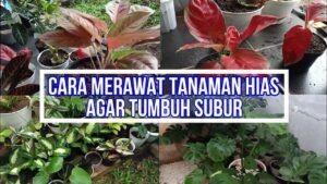 Tentu, mari kita bahas cara merawat tanaman hias agar subur, dengan artikel yang informatif dan mudah dipahami.